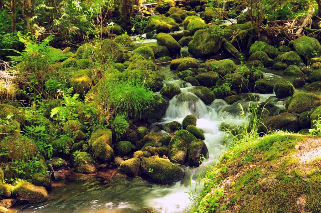 A small waterfall along Aufderheide Drive